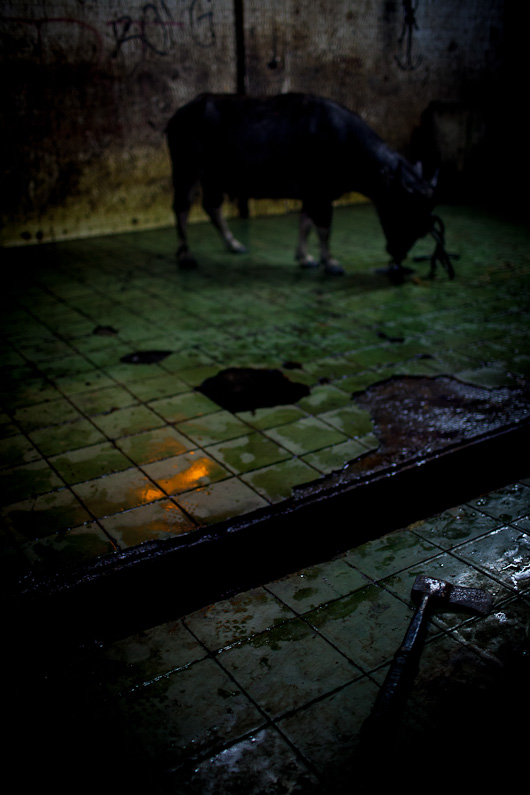 http://mail.peterodriscollphotography.com/files/gimgs/40_lifeblood-7.jpg